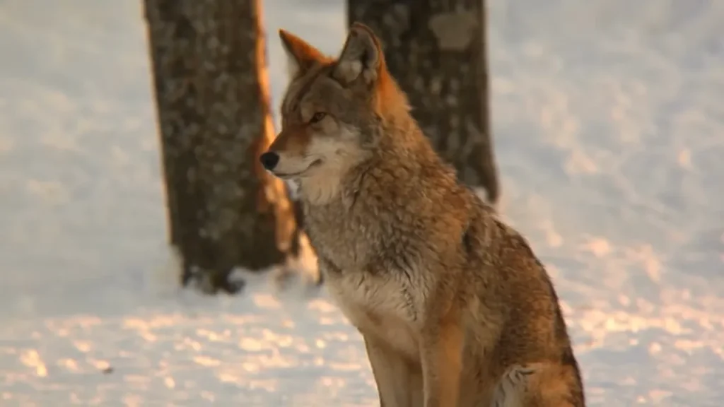 sitting Coyote