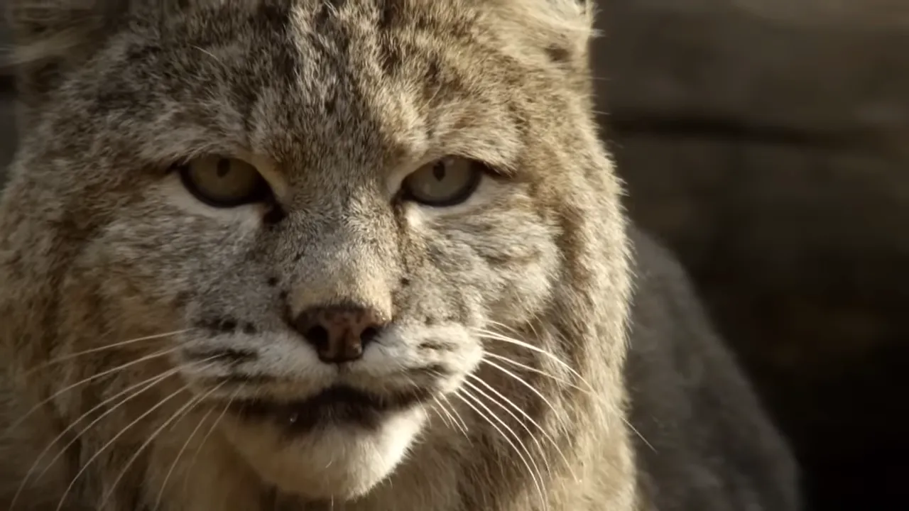 Are There Bobcats in Zion National Park