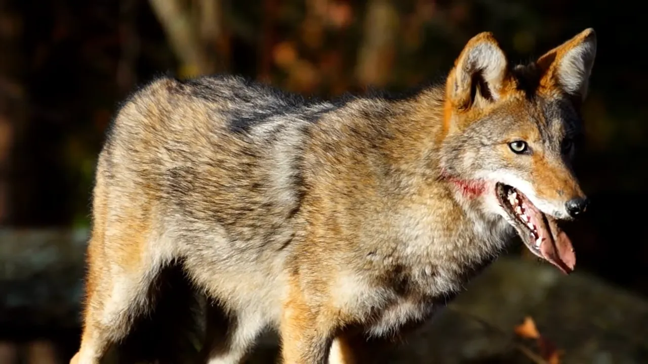 Are There Coyotes in Zion National Park