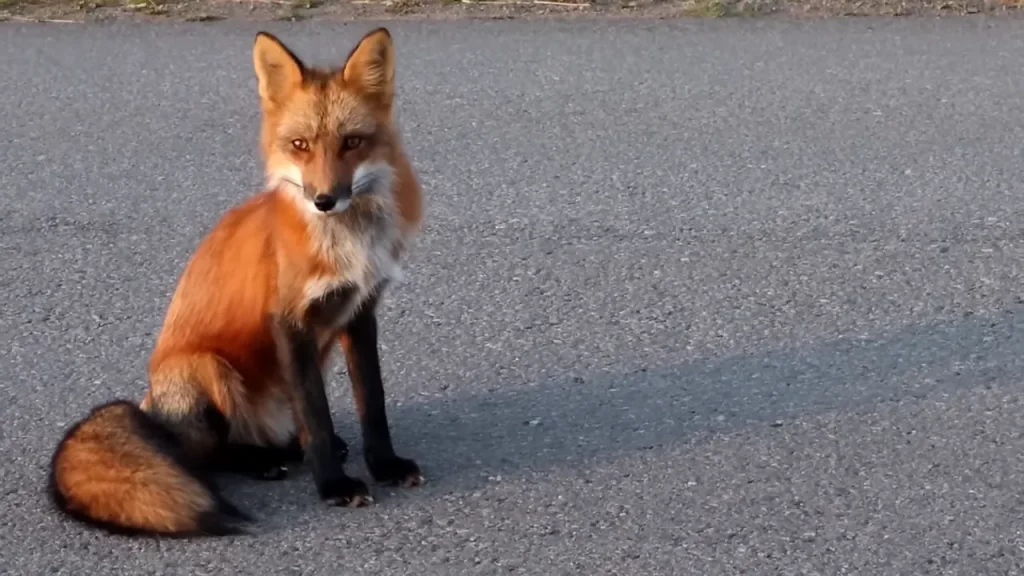 Are There Foxes in Zion National Park