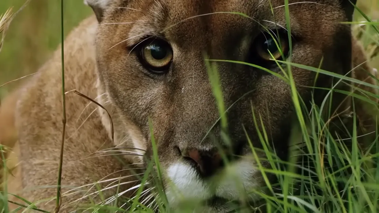 Are There Mountain Lions in Zion National Park