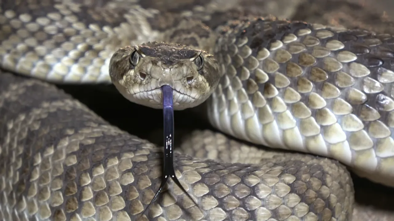 Are There Snakes in Zion National Park