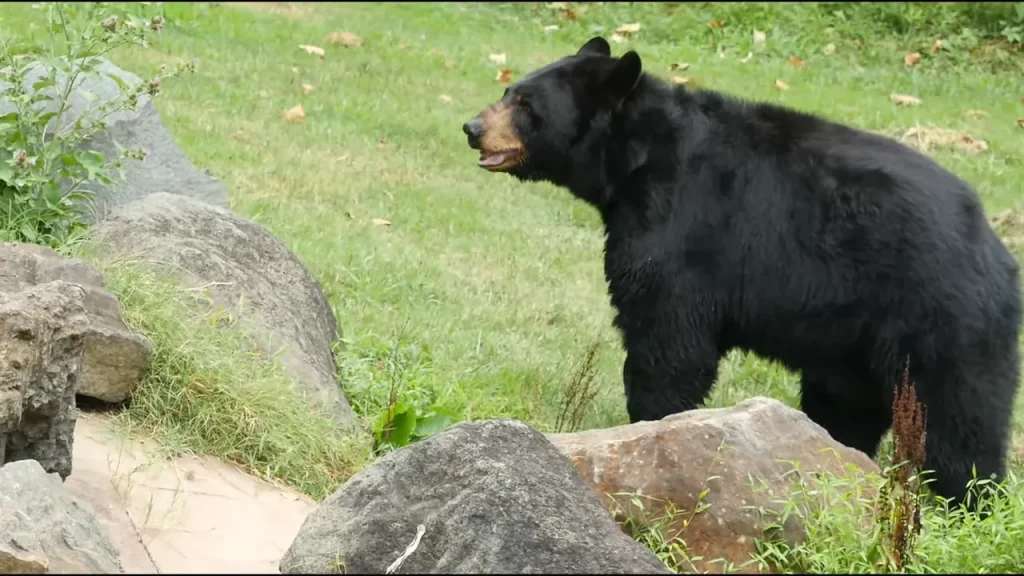 Are there bears in Zion National Park