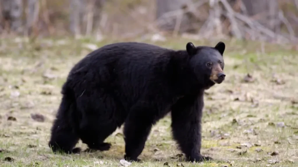 bear roaming in zion national park