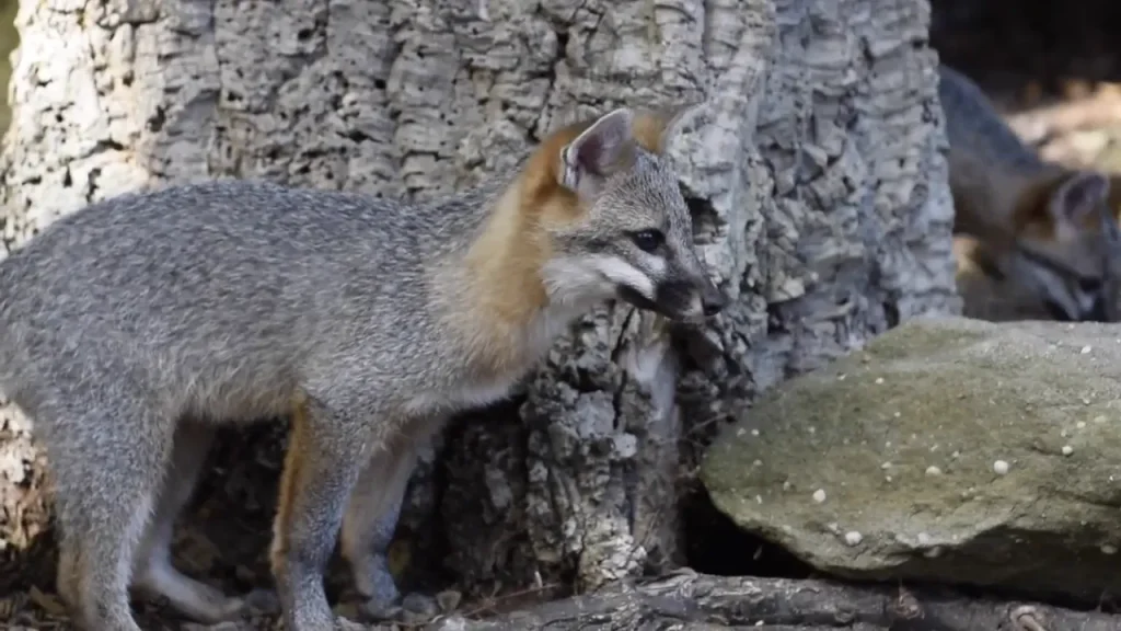 Gray Fox in zion national park