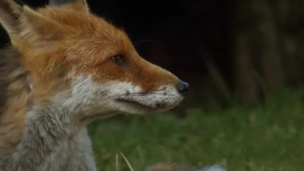 Red Foxes in zion national park
