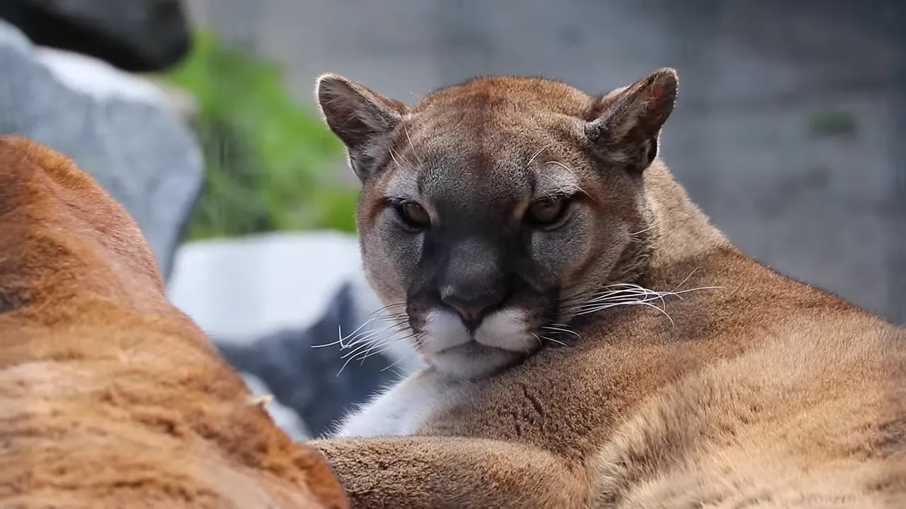 What Are the Predators in Zion National Park