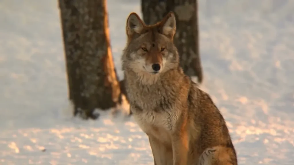What Do Coyotes Look Like